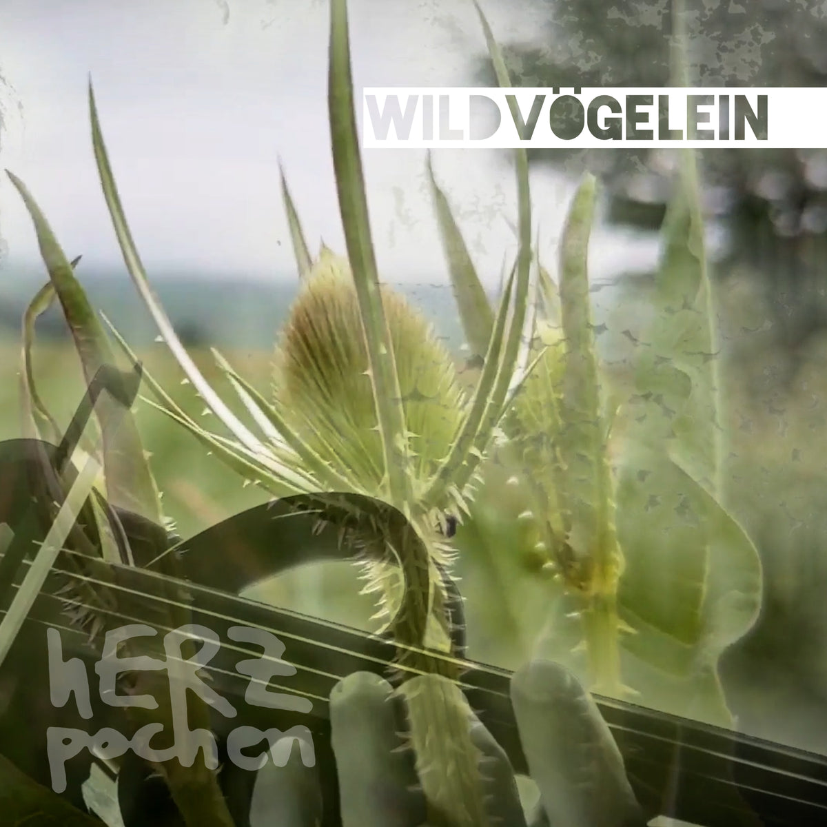 Wildvögelein (Single)